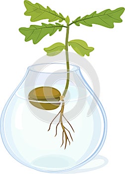 Oak sprout growing from acorn with green leaves and root system in glass vase with water
